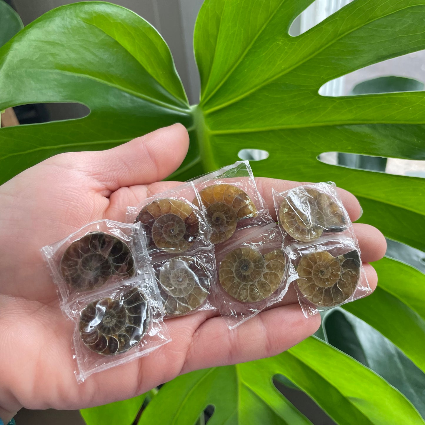 Ammonite Fossil Pairs