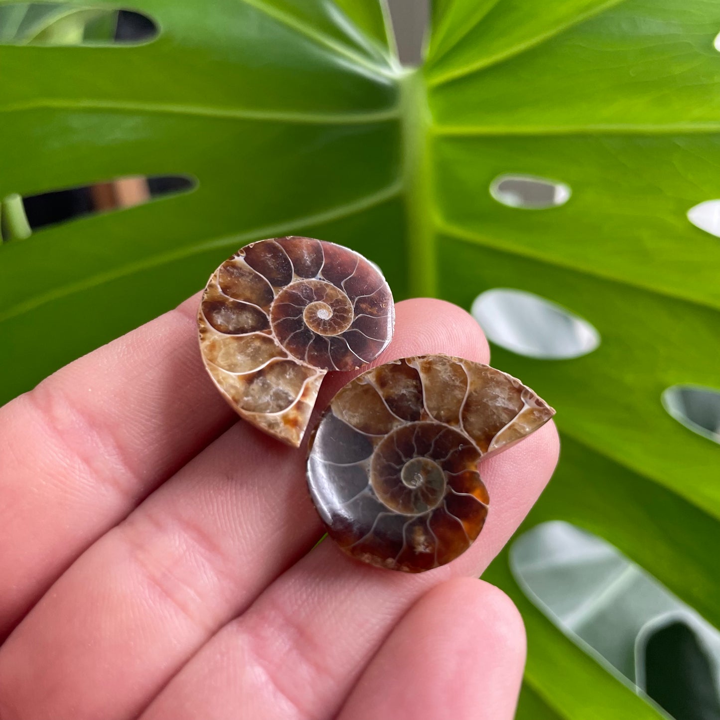 Ammonite Fossil Pairs