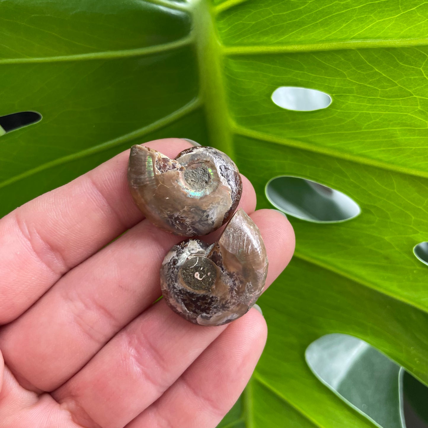 Ammonite Fossil Pairs